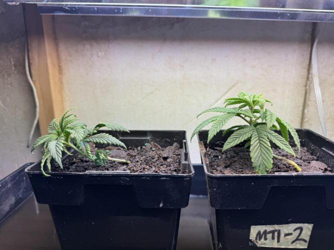 Unicorn Glitter RDWC. Week 4 - The leftovers after transplant, 2.21.26