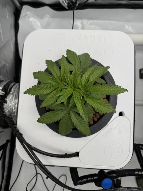 Unicorn Glitter RDWC. Week 4 - Plug 1 right before chop, 2.23