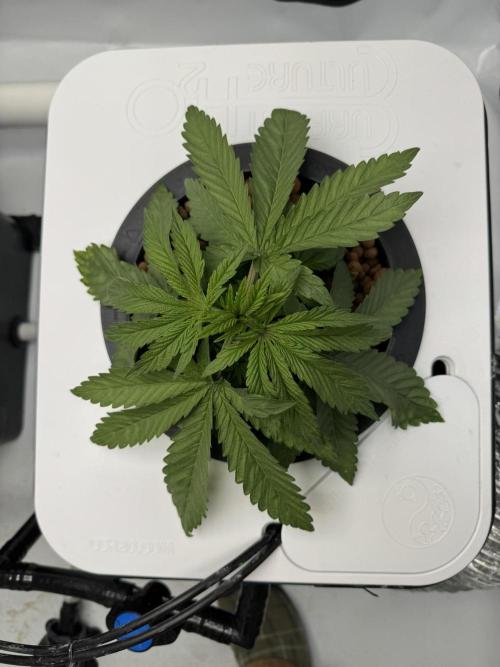 Unicorn Glitter RDWC. Week 4 - Plug 2 right before chop, 2.23