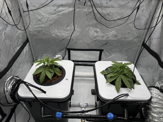 Unicorn Glitter RDWC. Week 4 - Before Chop, 2.23
