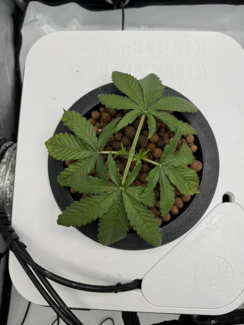 Unicorn Glitter RDWC. Week 4 - Plug 1, first top. Monday, 2.23