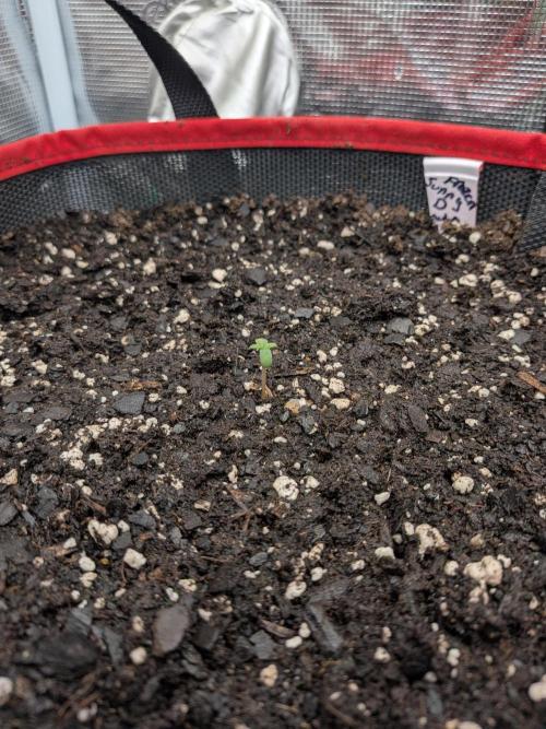 Auto flower. Week 0 - Feb3rd