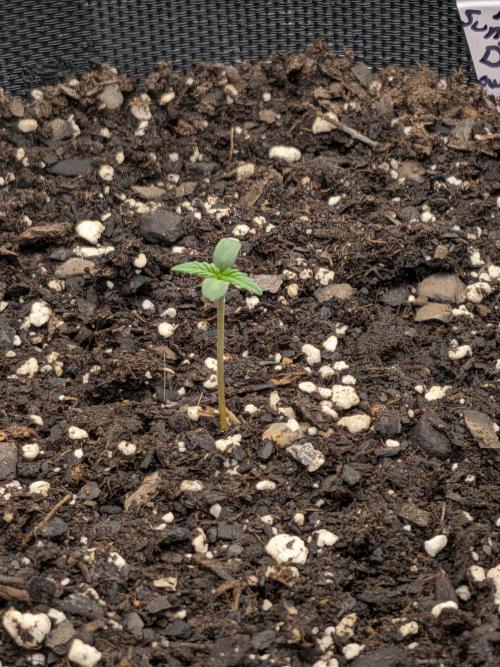 Auto flower. Week 0 - Feb4th
