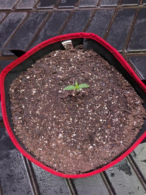Auto flower. Week 0 - Feb9th