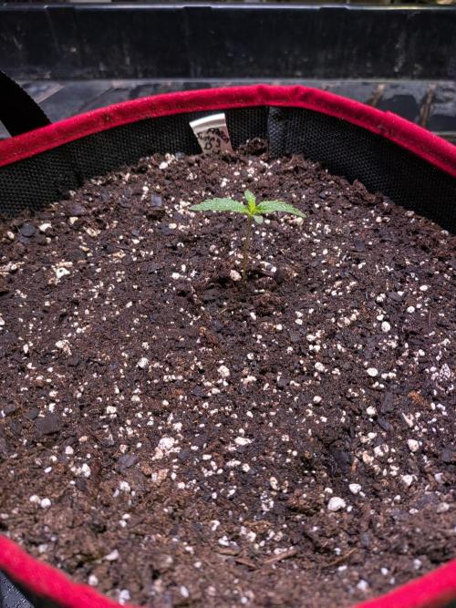 Auto flower. Week 0 - Feb9th