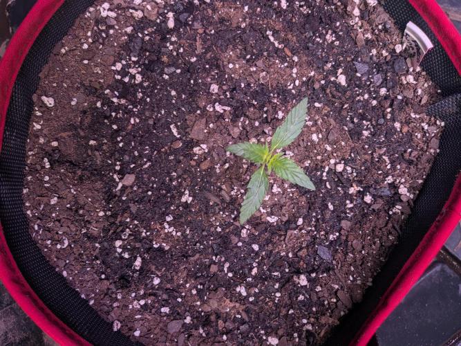 Auto flower. Week 0 - Feb12th