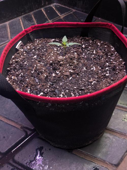 Auto flower. Week 0 - Feb12th