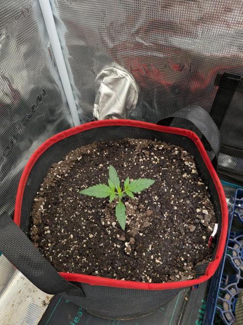 Auto flower. Week 1 - Feb14th