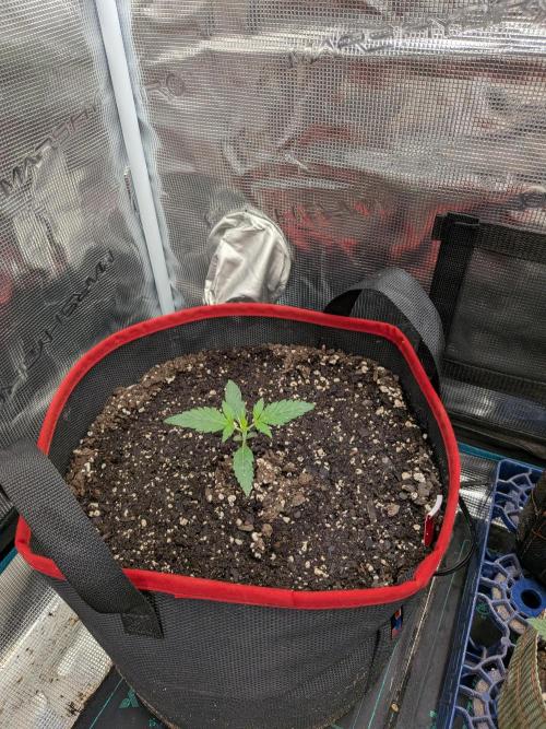Auto flower. Week 1