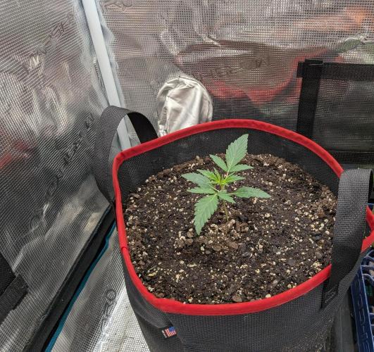 Auto flower. Week 1 - Feb16th