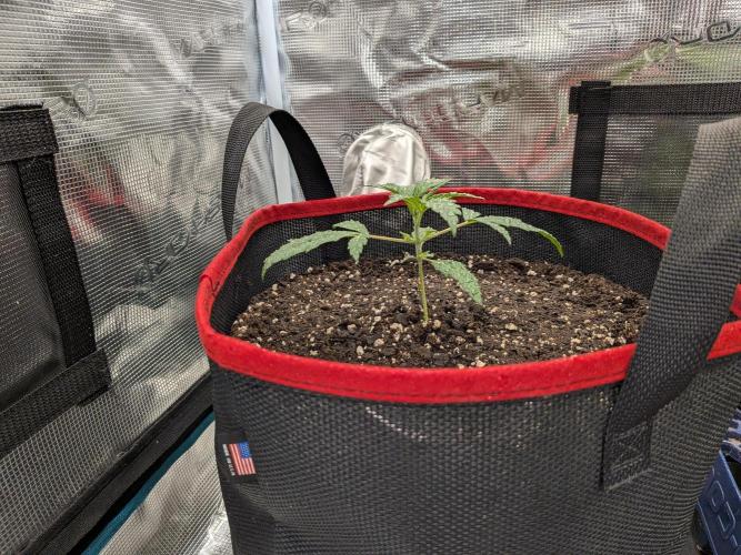 Auto flower. Week 1 - Feb18th