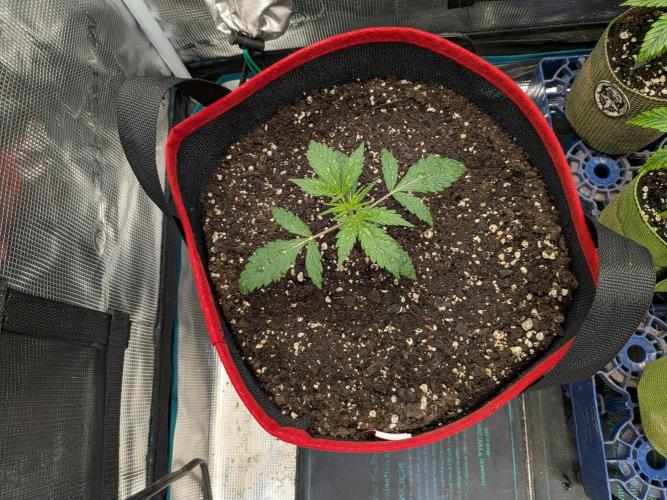 Auto flower. Week 1 - Feb18th