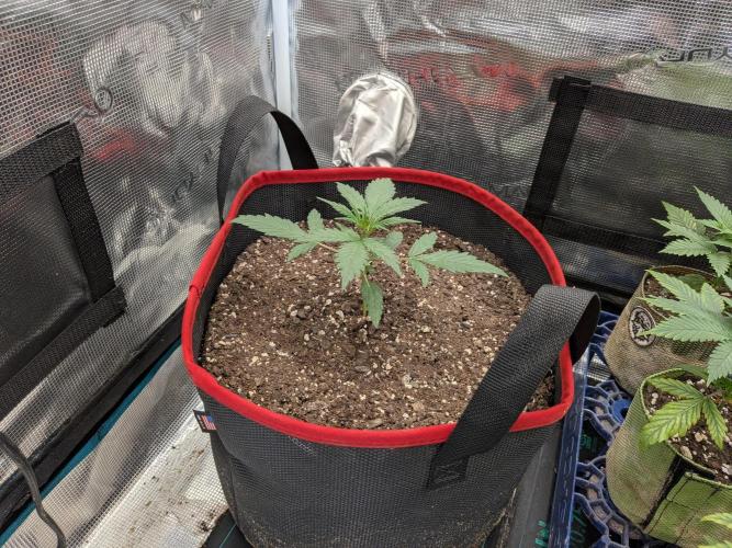 Auto flower. Week 1 - Feb19th