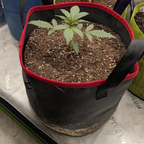 Auto flower. Week 1 - Feb19th