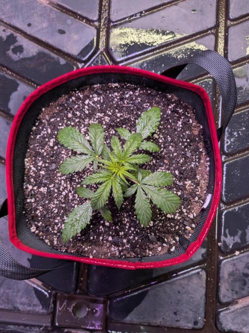 Auto flower. Week 2 - Feb22nd