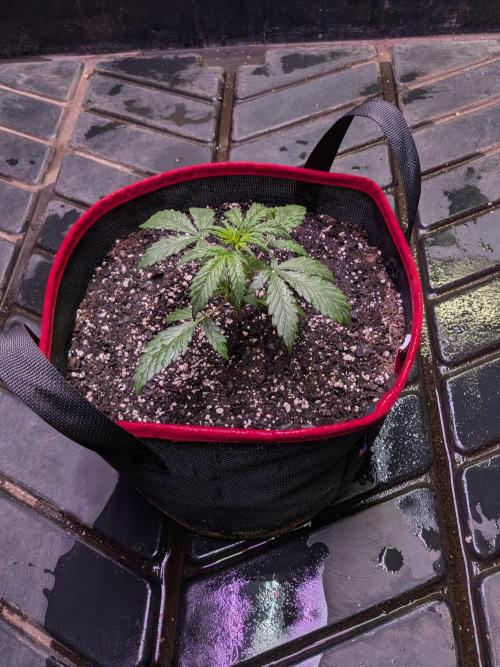 Auto flower. Week 2 - Feb22nd
