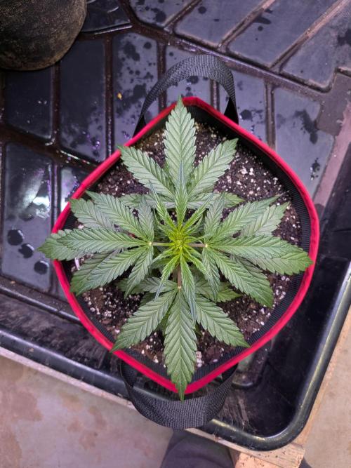 Auto flower. Week 2