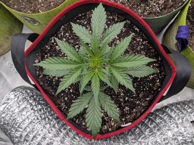 Auto flower. Week 2 - Feb24th