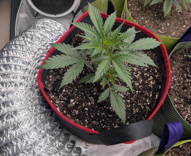 Auto flower. Week 2 - Feb24th