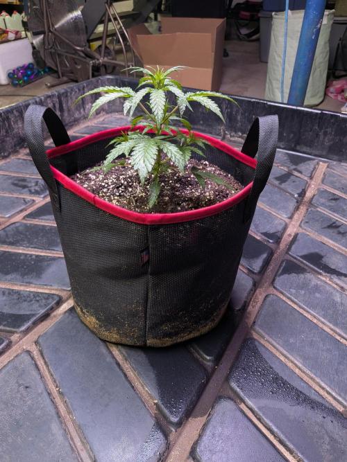 Auto flower. Week 2 - Feb26th