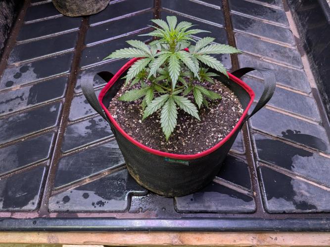 Auto flower. Week 2 - Feb26th 