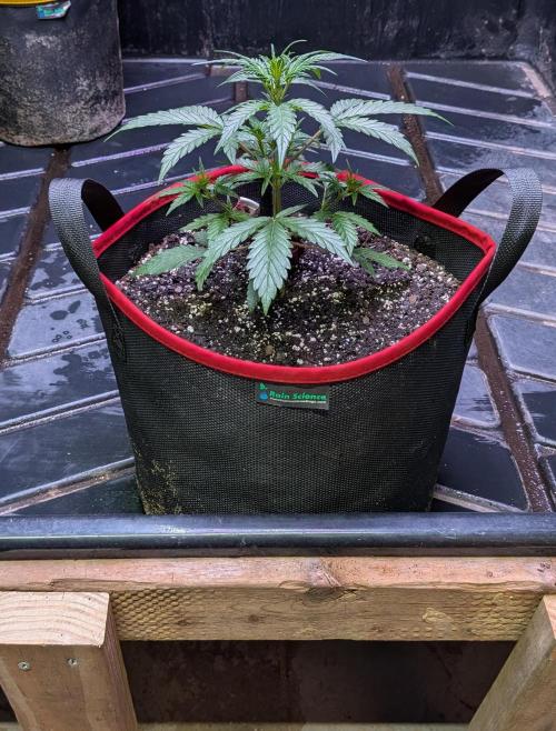 Auto flower. Week 2 - Feb26th 