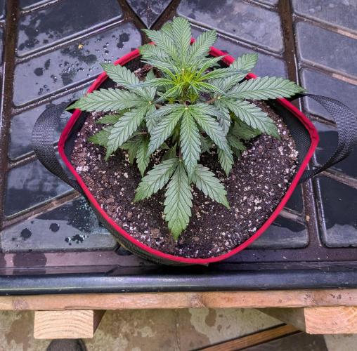 Auto flower. Week 2 - Feb26th 