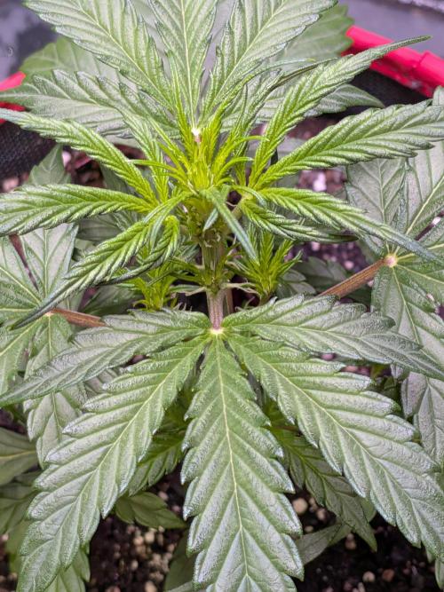 Auto flower. Week 3 - Feb26th