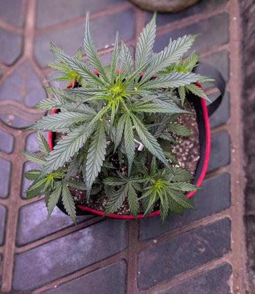 Auto flower. Week 3 - March2nd