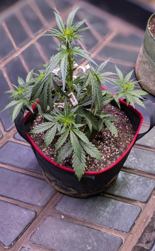 Auto flower. Week 3 - Mar2nd 