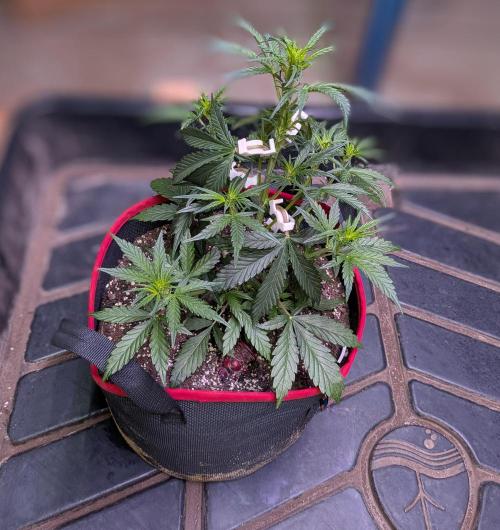 Auto flower. Week 3 - March2nd 