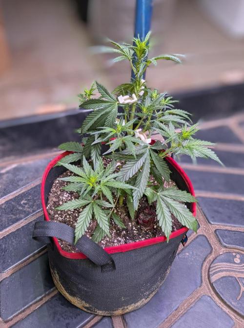 Auto flower. Week 3 - Mar2nd 