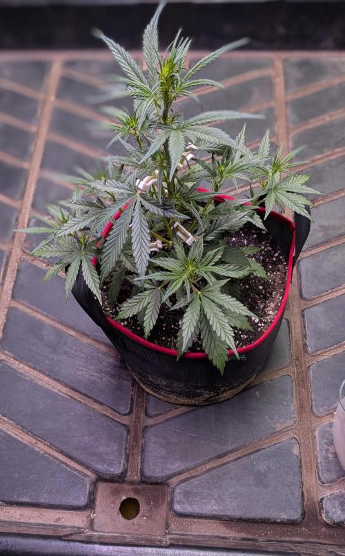 Auto flower. Week 3 - Mar3rd 