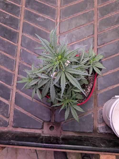 Auto flower. Week 3 - Mar3rd
