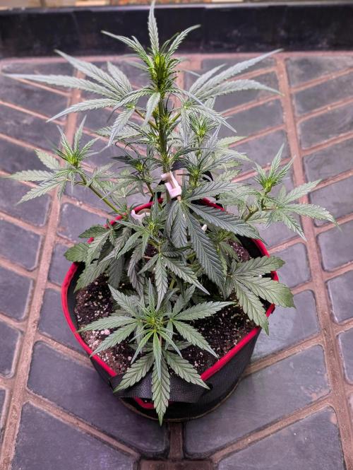 Auto flower. Week 3 - Mar3rd 
