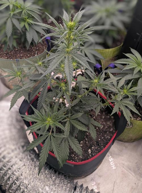 Auto flower. Week 3 - Mar4th