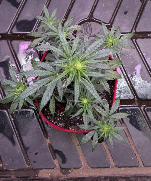 Auto flower. Week 3 - Mar5th