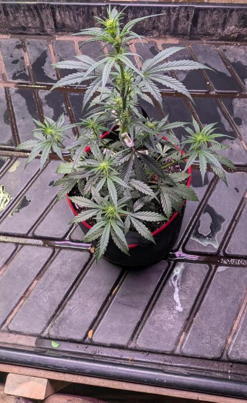 Auto flower. Week 3 - Mar5th