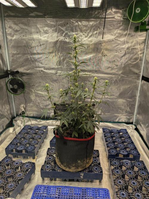 Auto flower. Week 4 - Mar13th
