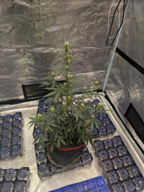 Auto flower. Week 4 - Mar13th 