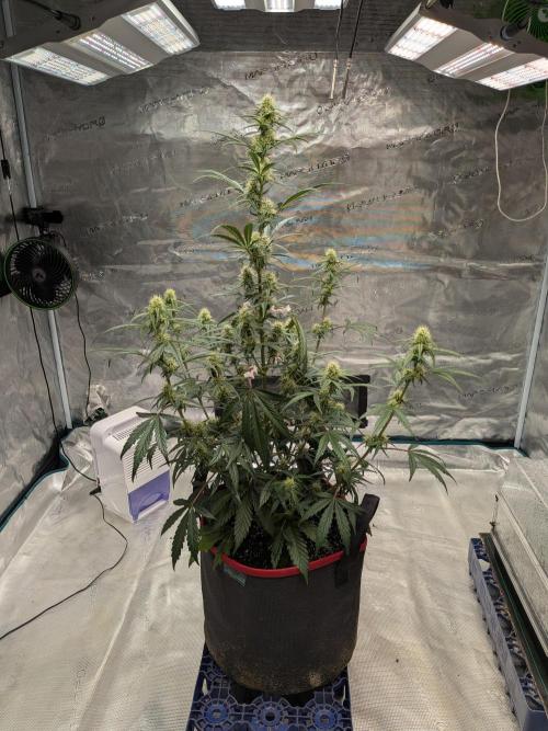Auto flower. Week 4 - Mar18th
