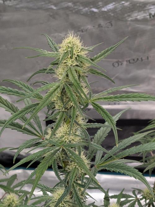 Auto flower. Week 4 - Mar18th