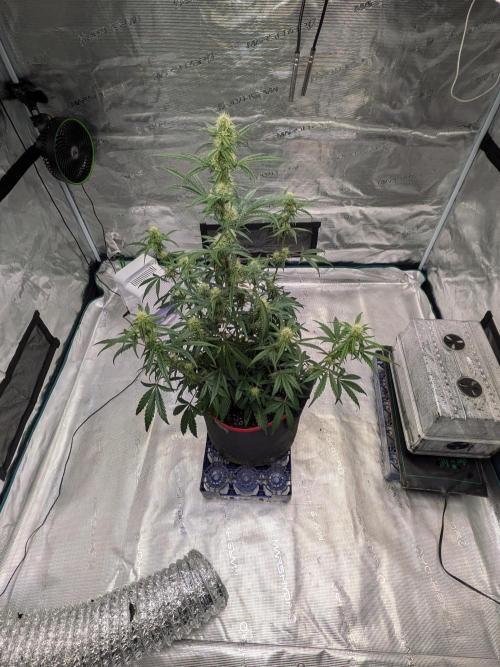 Auto flower. Week 4 - Mar18th 