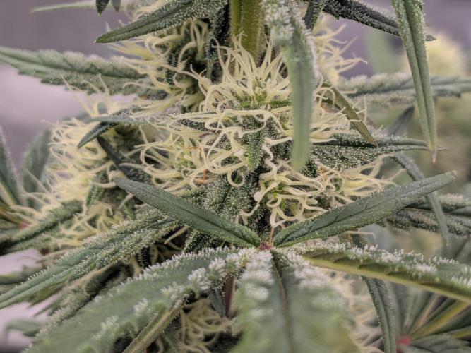 Auto flower. Week 4 - Mar21st