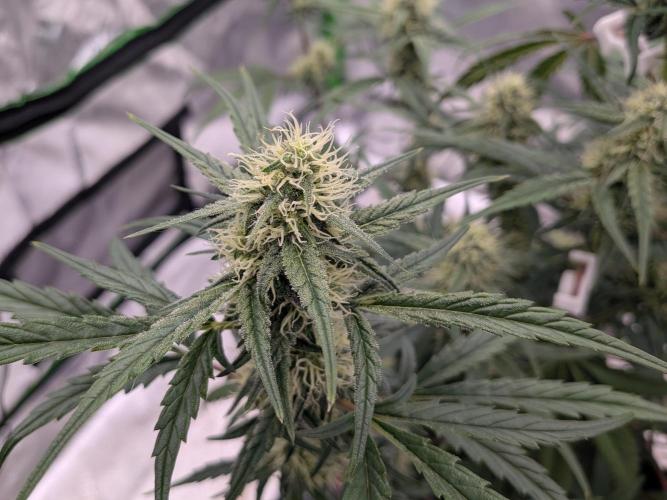 Auto flower. Week 4 - Mar23rd