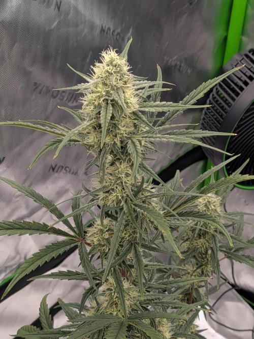 Auto flower. Week 4 - Mar23rd 
