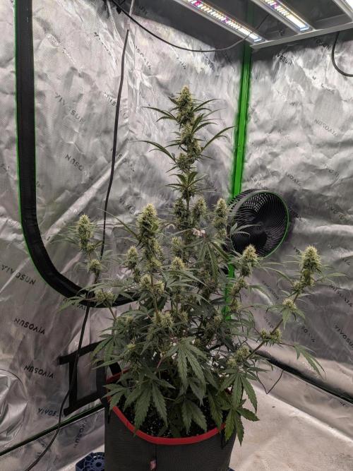 Auto flower. Week 4 - Mar23rd 