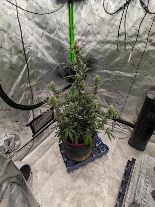 Auto flower. Week 5 - Mar25th