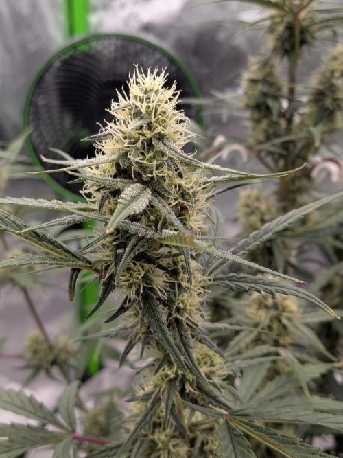 Auto flower. Week 5 - Mar25th 