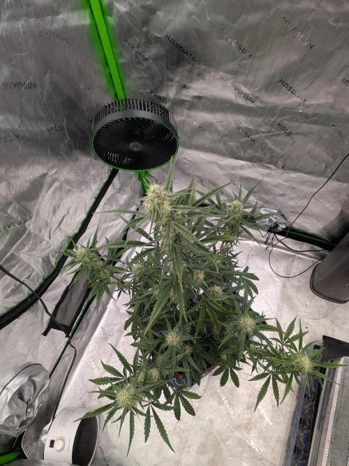 Auto flower. Week 5 - Mar25th 
